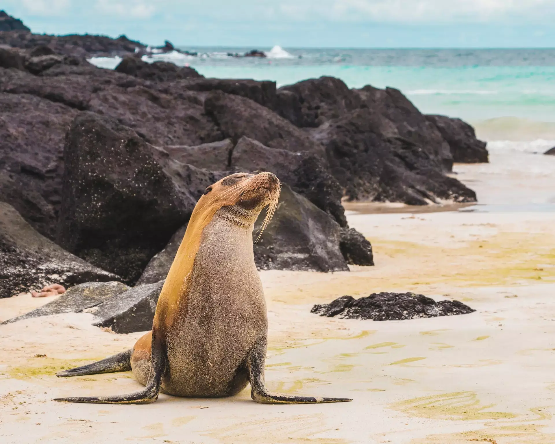 seal in galapagas islands