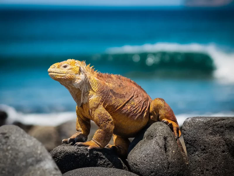 dragon-on-rock-Galapagos