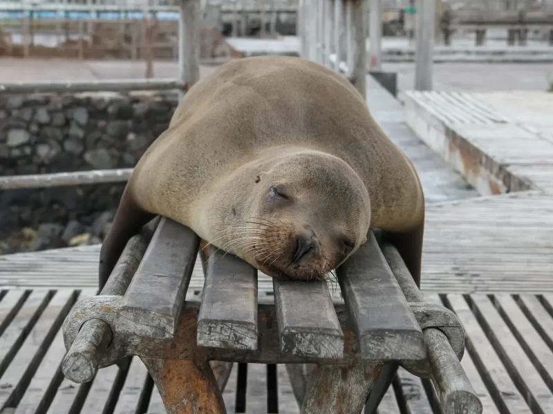 seal-on-bench