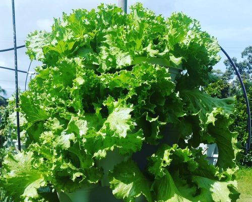 lettuce towers hydroponic fiji