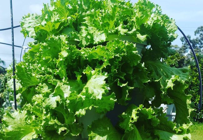 lettuce towers hydroponic fiji