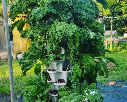 kale from hydroponic gardening project