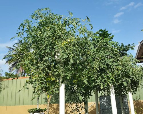 tomatoes hanging from vertical hydroponic planters