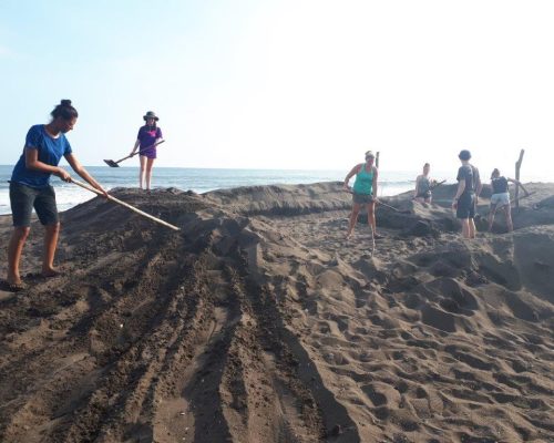 creating a turtle hatchery on beach