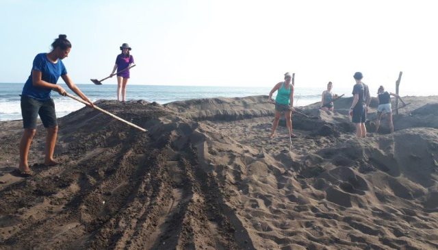 creating a turtle hatchery on beach