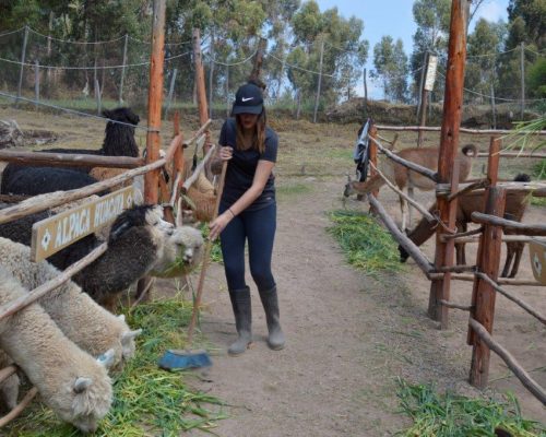 Alpaca farm Peru (1)