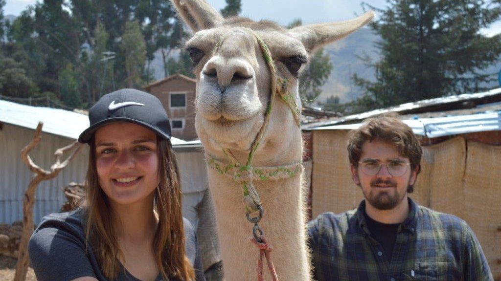 Volunteering at an Alpaca Farm in Cusco, Peru with IVI