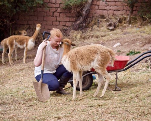 Alpaca farm Peru (3)