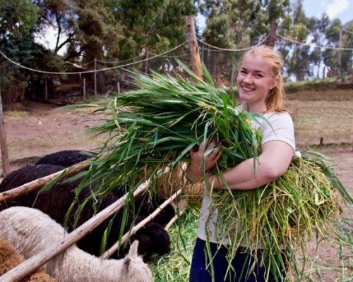 Alpaca farm Peru (4)