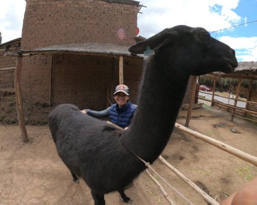 Alpaca farm Peru (5)