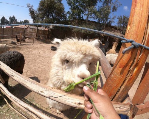 Alpaca farm Peru (7)