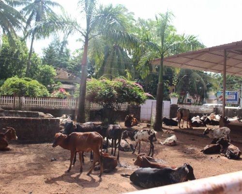 cows at animal shelter