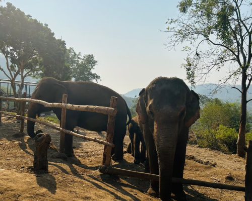 Chiang Mai Elephant Project_1