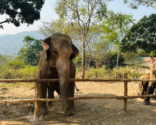 Chiang Mai Elephant Project_15