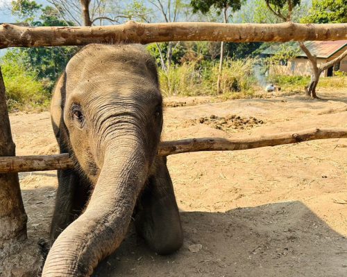 Chiang Mai Elephant Project_18 (1)