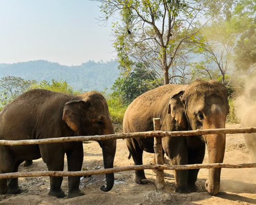 Chiang Mai Elephant Project_18