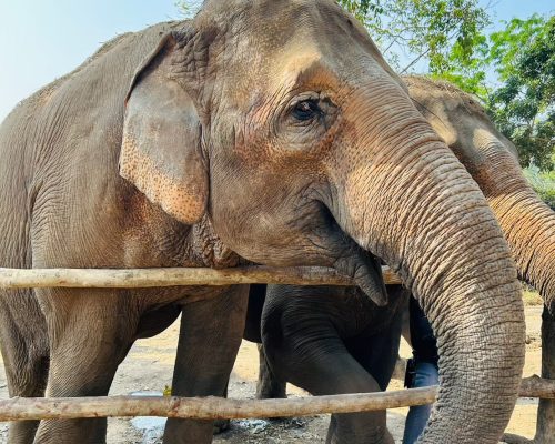 Chiang Mai Elephant Project_25