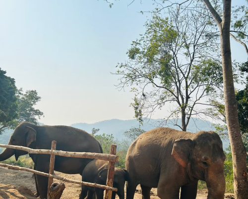 Chiang Mai Elephant Project_4