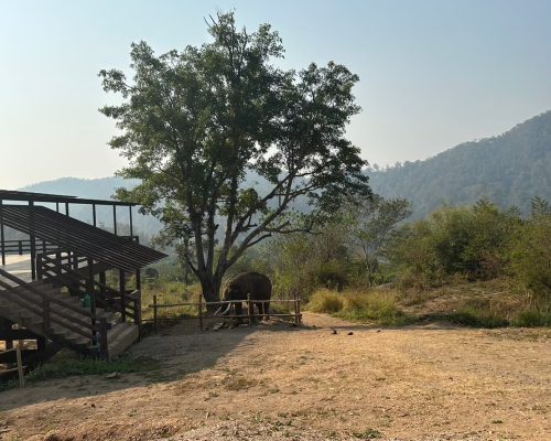 Chiang Mai Elephant Project_8