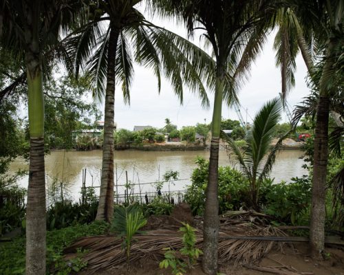 Coconut garden