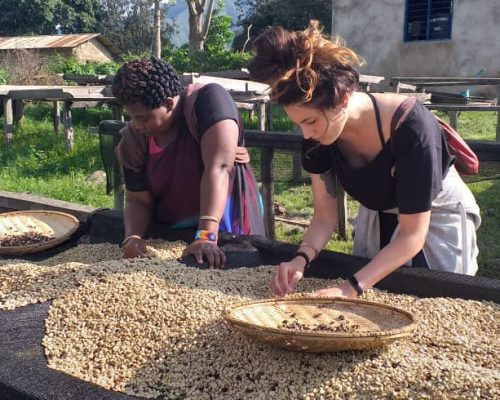 Coffee being picked