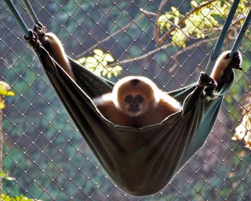 gibbons hanging out and lounging about