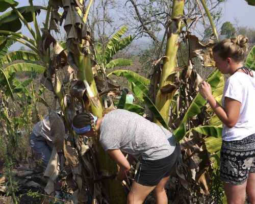 Cutting food for the elephants