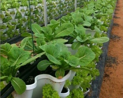 Hydroponic farm project fiji mr stacky