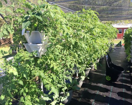 Hydroponics for food security project fiji