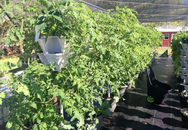 Hydroponics for food security project fiji