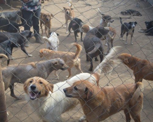 dog enclosure Guatemala