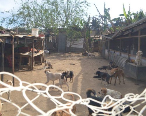 dogs in their enclosure