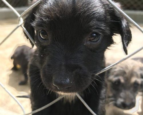 puppy with head through wire fence