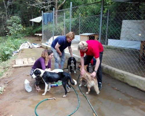 washing the dogs