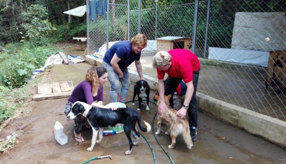 washing the dogs