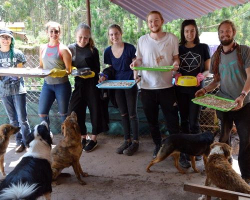 Dog Rehabilitation Peru (7)