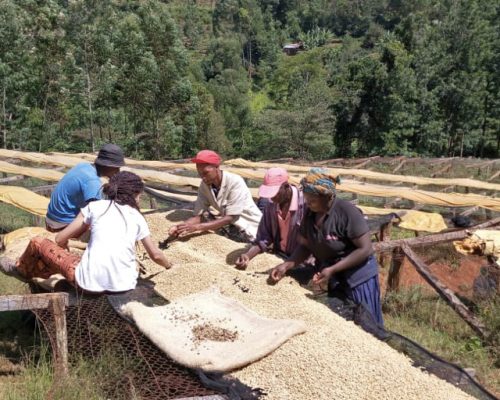 Drying coffee bean (2)