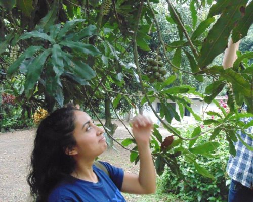 picking seeds from tree