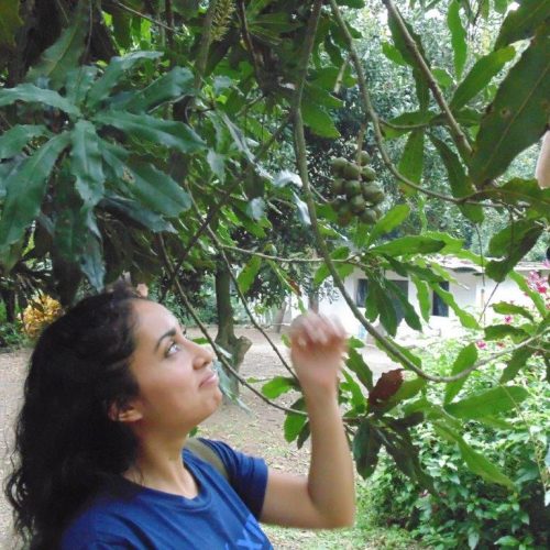 picking seeds from tree