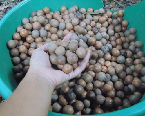 coffee beans in bucket