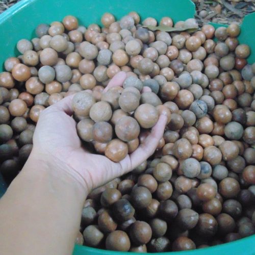 coffee beans in bucket