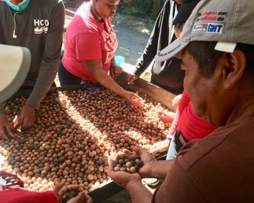 holding coffee beans