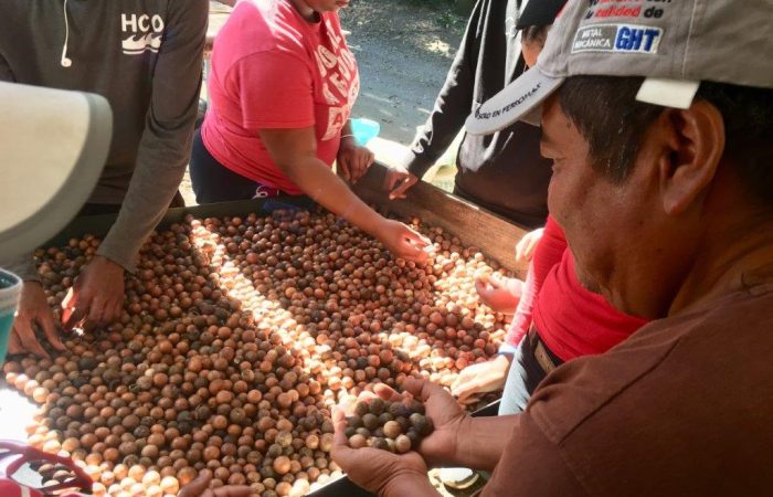 holding coffee beans