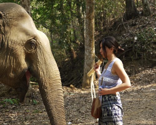 Feeding elephants