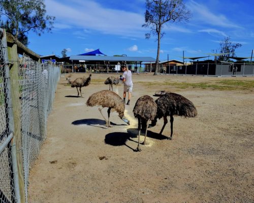 Feeding the Emu