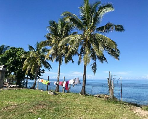 palm trees in Fiji remote island project