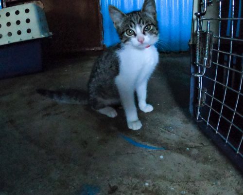 small cat at Fiji animal shelter