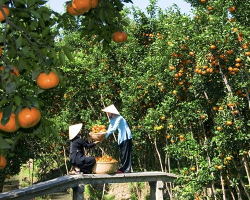 Fruit garden