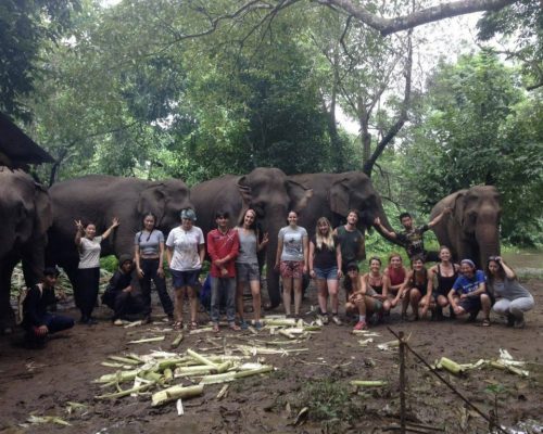 group with elephants