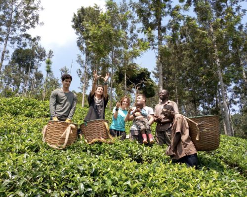 _Group photo at tea farm